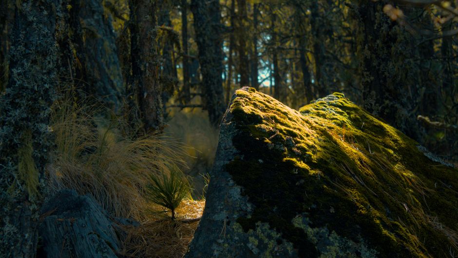 Bringing the Forest Floor Indoors: A Guide to Woodland-Inspired Decor