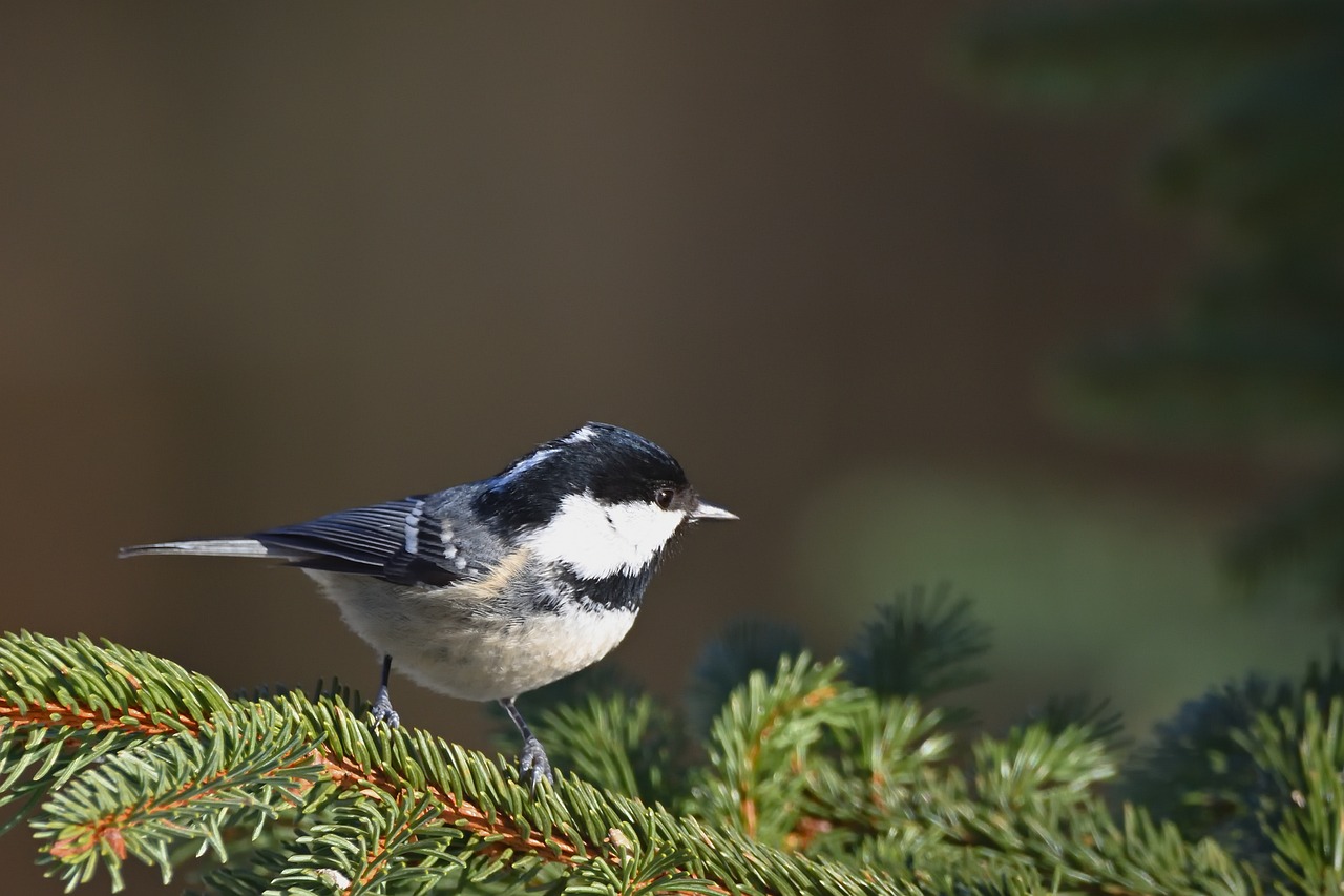 The Gentle Art of Creating a Bird-Friendly Garden